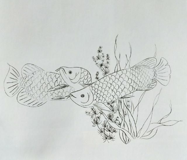 金龙鱼的画图 龙鱼百科