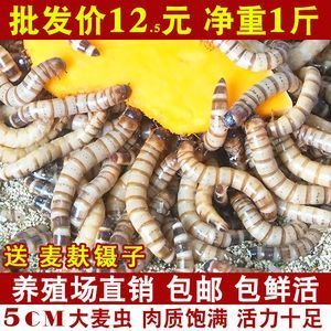 龙鱼吃的虫子叫什么