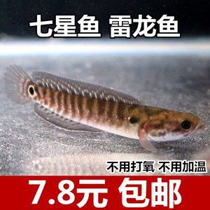 彩虹雷龙和七星鱼是一个品种的吗 龙鱼百科 第2张