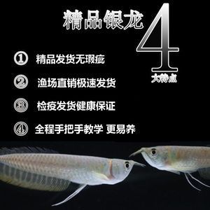 龙鱼做检疫过程中喂食吗会死吗为什么 龙鱼百科 第2张