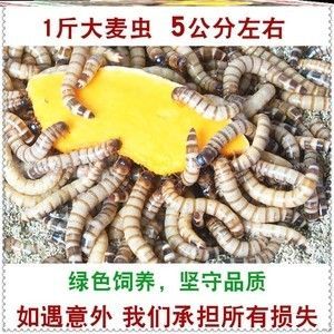 金龙鱼一天喂几次饲料