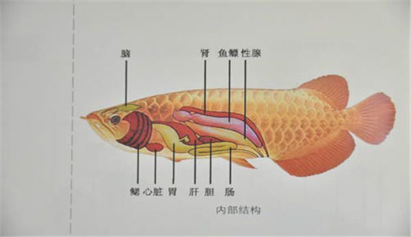 龙鱼结构与功能图解