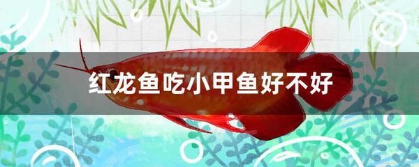 红龙鱼长到多大可以喂小甲鱼饲料 龙鱼百科 第3张