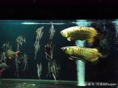 龙鱼趴缸抖鳍 龙鱼百科 第3张