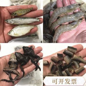 龙鱼吃虾仁不拉屎