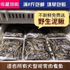 龙鱼吃虾仁不拉屎