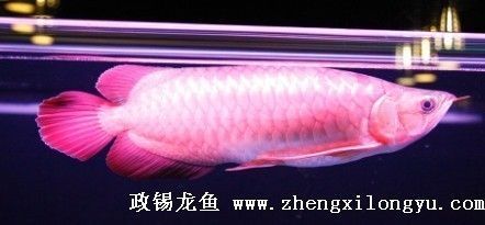 红龙鱼鳞片发黑溃烂用什么药治疗 龙鱼百科 第3张