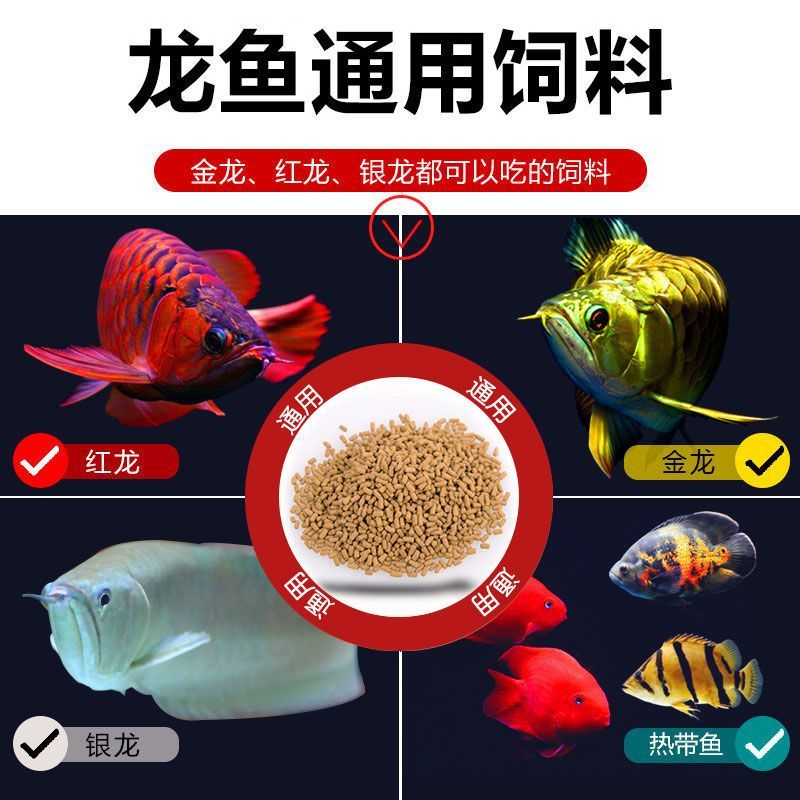 龙鱼可以喂鱼饲料吗怎么喂好吃