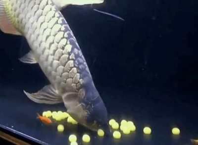 金龙鱼每天吃多少合适 龙鱼百科