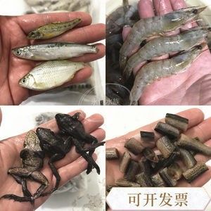 龙鱼可以喂虾仁吗怎么喂 龙鱼百科