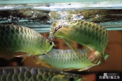 龙鱼能喂活食吗怎么喂好 龙鱼百科