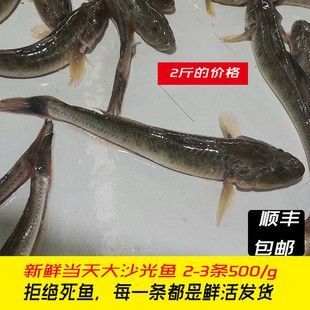 龙鱼可以喂活食吗为什么不能喂死鱼 龙鱼百科