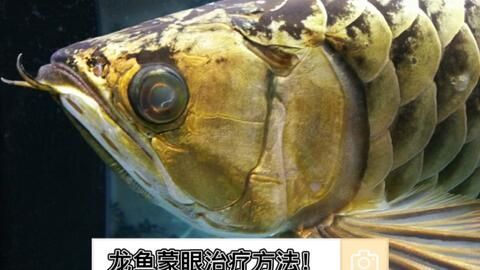 龙鱼蒙眼拒食怎么治疗