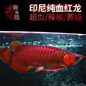 大湖龙鱼和血麒麟哪个好 龙鱼百科 第1张