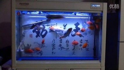 龙鱼混养最佳方案