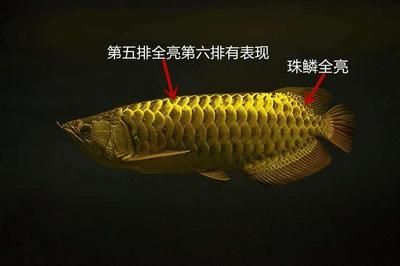 金龙鱼的品种和等级怎么区分 龙鱼百科
