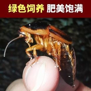 龙鱼吃蟑螂能增色吗 龙鱼百科 第2张