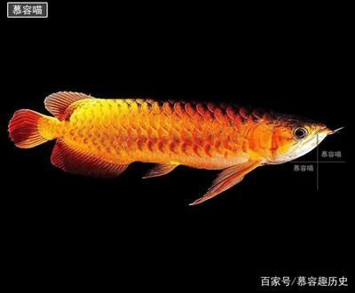 金龙鱼20cm有多大年龄 龙鱼百科 第2张