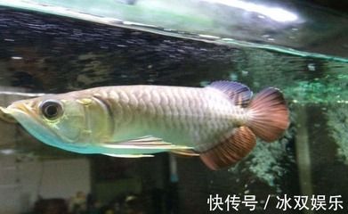金龙鱼20cm有多大年龄 龙鱼百科 第3张