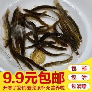 龙鱼泡药鱼肠炎可以吃吗 龙鱼百科