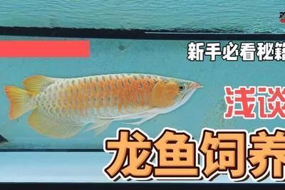 龙鱼多久不喂会死掉 龙鱼百科 第1张