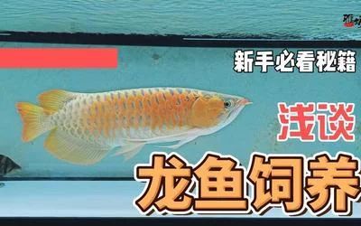 龙鱼多久不喂会死掉 龙鱼百科 第2张