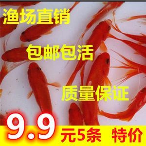 龙鱼饲料鱼 分开养吗怎么养活