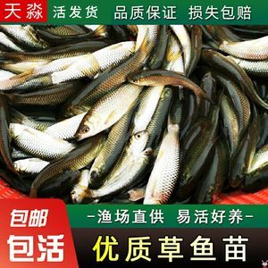 龙鱼饲料鱼 分开养吗怎么养活