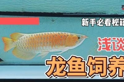 龙鱼的饲养要求有哪些规定 龙鱼百科