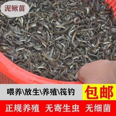 龙鱼喂养颗粒饲料怎么喂好些 龙鱼百科