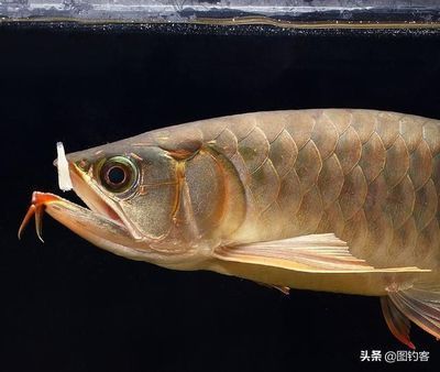 金龙鱼就是巨骨舌鱼吗为什么 龙鱼百科