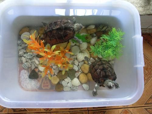 龙鱼缸里养什么乌龟合适冬天养