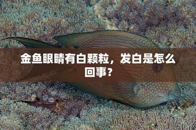 龙鱼死后眼睛发白什么原因