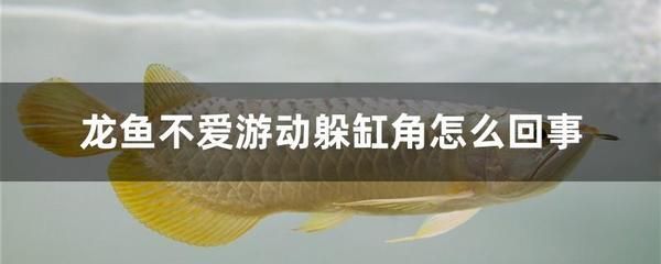 龙鱼没电一天不打氧气会死吗 龙鱼百科 第1张