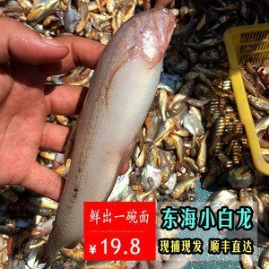 白色金龙鱼吃什么食物长得快又好养 龙鱼百科 第1张