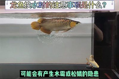 龙鱼换水周期多久