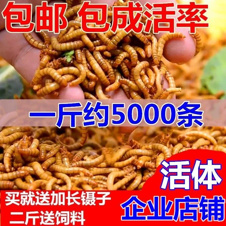 龙鱼饲料品种推荐：龙鱼饲料品种推荐龙鱼饲料品种（如何选择龙鱼饲料）