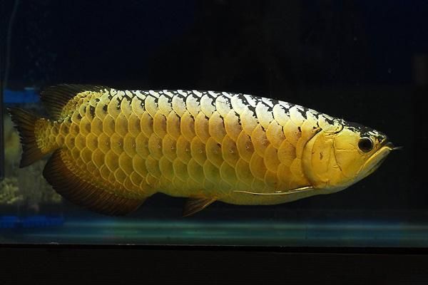 金龙鱼的价格高昂（1.5公斤的金龙鱼可以卖到18万元人民币，比黄金还贵）