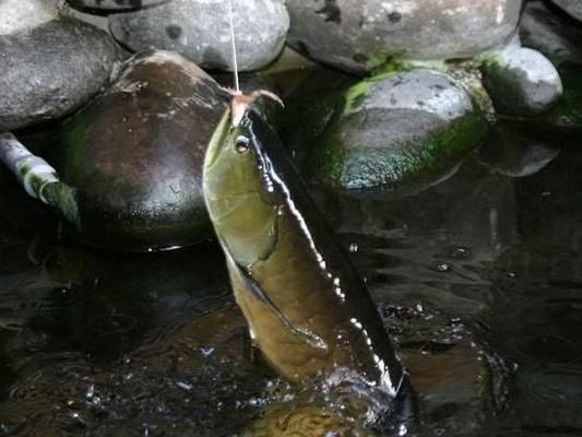 龙鱼价值几百万是真的吗吗：13号鱼在世界龙鱼锦标赛中获冠军 龙鱼百科 第3张