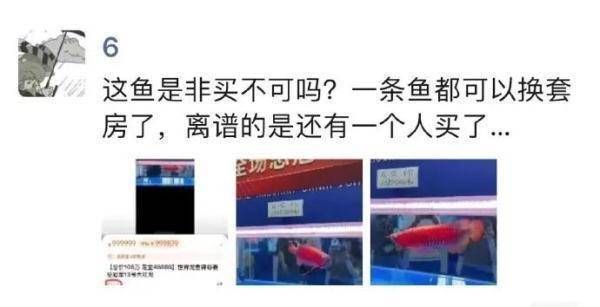 龙鱼价值几百万是真的吗吗：13号鱼在世界龙鱼锦标赛中获冠军 龙鱼百科 第2张