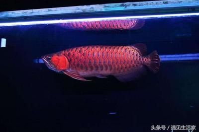 红龙鱼鳞片什么形状的好看：红龙鱼的鳞片形状是否决定了其美观程度？ 龙鱼百科 第3张