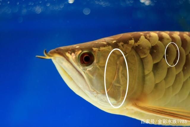 怎么让龙鱼不掉眼呢：鉴别龙鱼公母需要综合考虑多种特征并且需要综合考虑多种特征 龙鱼百科