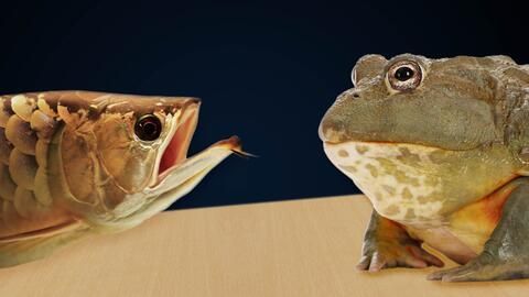 龙鱼吃蛙有什么作用：龙鱼吃蛙有什么作用？