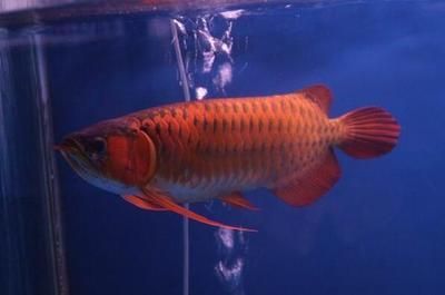 红龙鱼小的时候是什么颜色的：红龙鱼发色的几个阶段