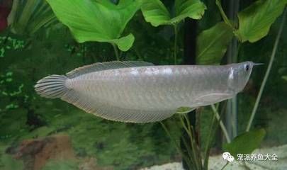 鹦鹉鱼银龙鱼：鹦鹉鱼和银龙鱼可以一起混养但需要注意以下几点 龙鱼百科 第1张