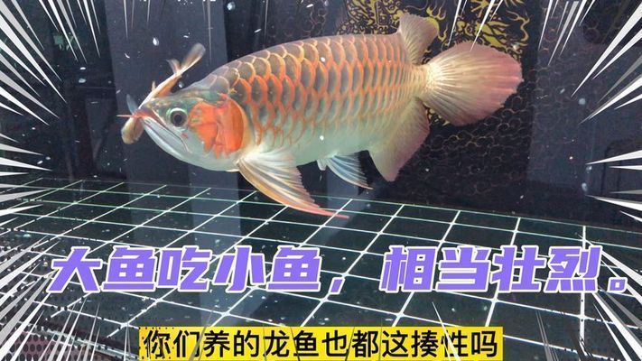 金龙鱼吃小鱼嘛还是大鱼：金龙鱼吃小鱼吗？ 龙鱼百科