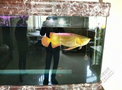 龙鱼 论坛：fish8000水族论坛龙鱼讨论专版特色观赏鱼技术版块专 龙鱼百科 第3张