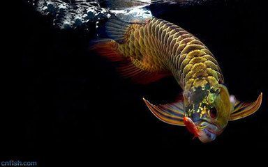 金龙鱼鱼类：世界上最大的淡水鱼——金龙鱼 龙鱼百科