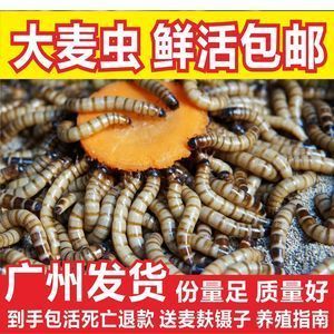 龙鱼吃金蟾蛙好吗：喂食金蟾蛙给龙鱼好吗 龙鱼百科 第3张