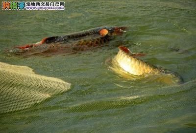 龙鱼吃草鱼吗会死吗为什么：龙鱼可以吃草鱼吗